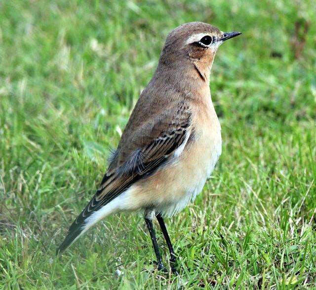 Mithilfe beim aktiven Vogelschutz