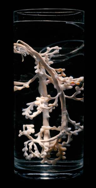Pinar Yoldas: An Ecosystem of Excess