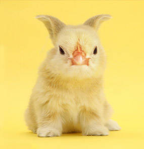 Adorable Creatures - The Easter Chunny - English Comedy Open Mic
