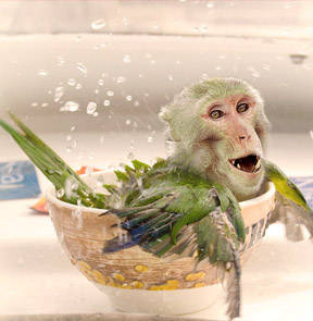 Adorable Creatures - The Monkey Parrot - English Comedy Open Mic