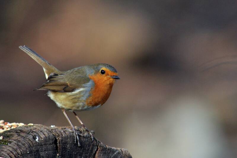 Vogelbeobachtung auf dem  Alten Zwölf-Apostel-Kirchhof