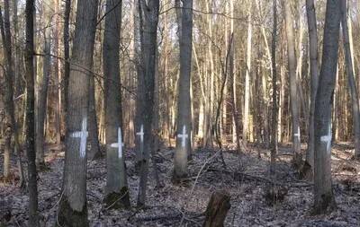 Wer hat dich, du schöner Wald… oder Wie ein Film verhindert wurde - "Klima-Filmreihe" im KungerKiezTheater im Park Center Treptow, 1. OG