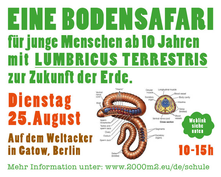 Bodensafari