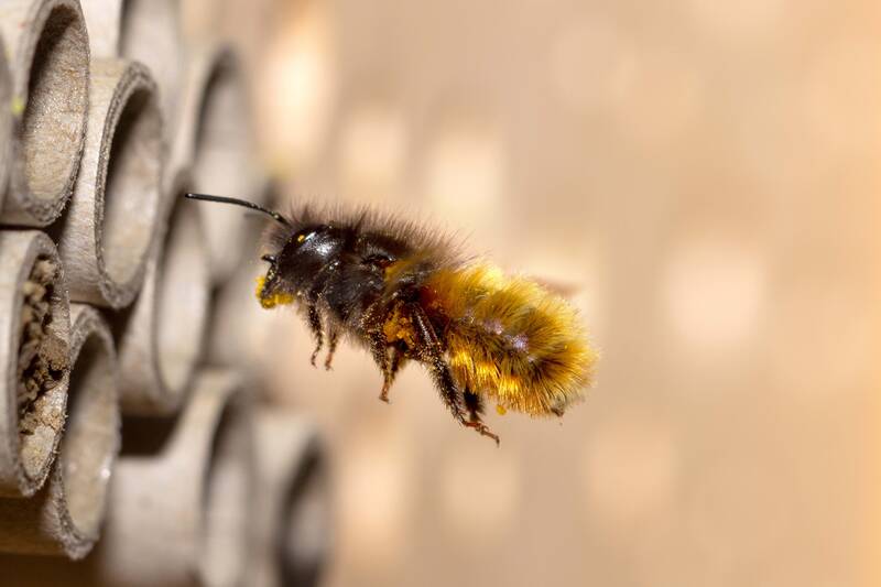 Wildbienen-Führung