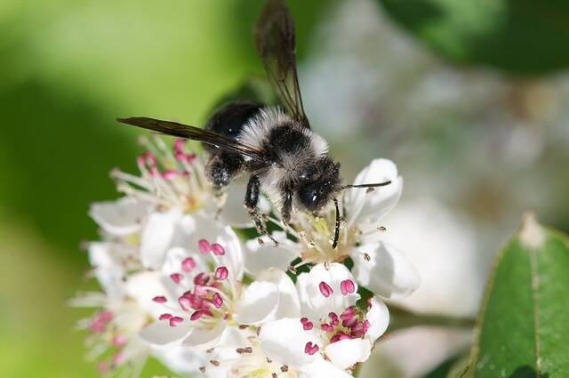 Mit den Wildbienen auf Du und Du