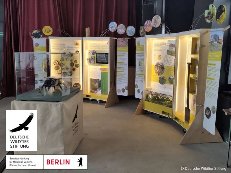 Wildbienen-Ausstellung der Deutschen Wildtier Stiftung