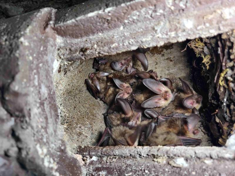 Fledermäuse im Sommerhalbjahr beobachten und schützen 